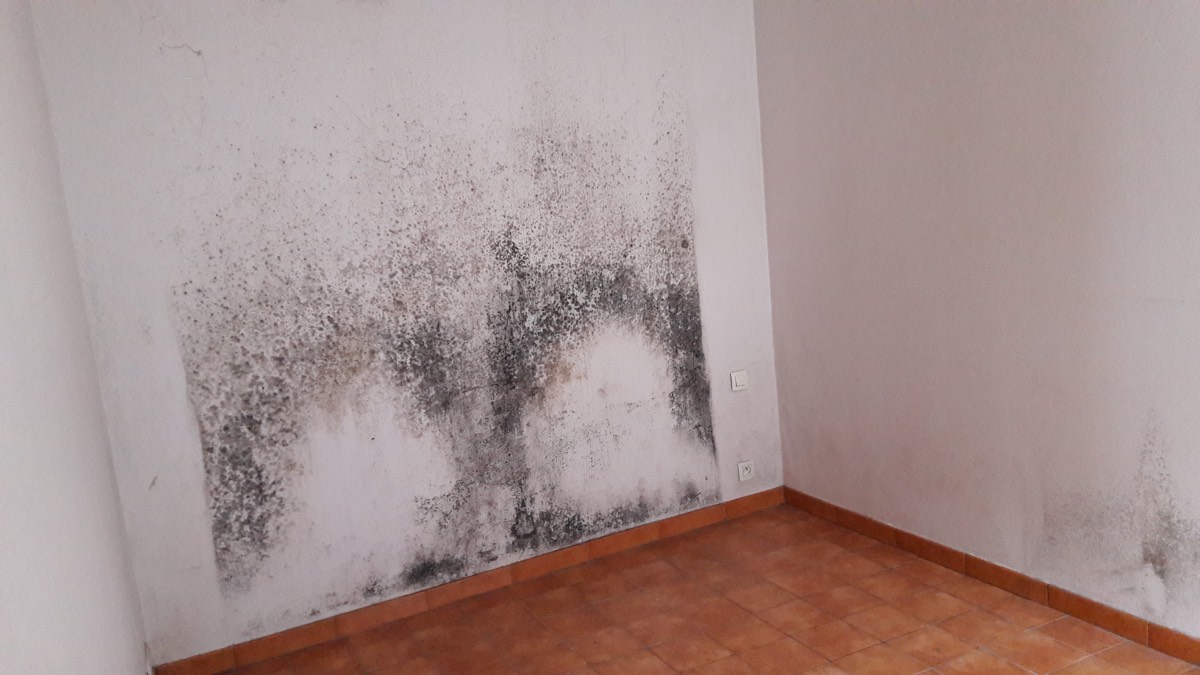 Moisissures - Expertise humidité à Angers